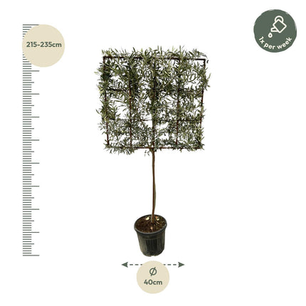 Olea Europaea boom op rek - ↑ 225 cm - Ø40cm