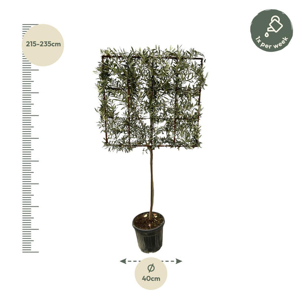 Olea Europaea boom op rek - ↑ 225 cm - Ø40cm