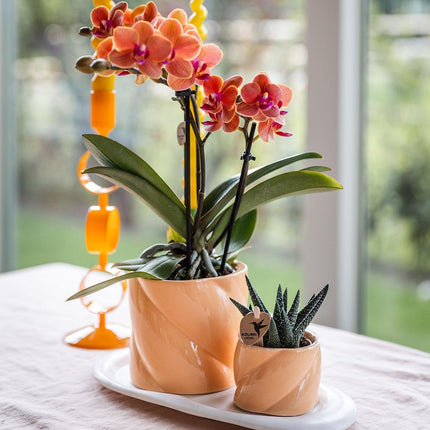 Kolibri Orchids | Gift set | Groene plant met oranje Phalaenopsis orchidee in Candy sierpotten op wit organisch dienblad