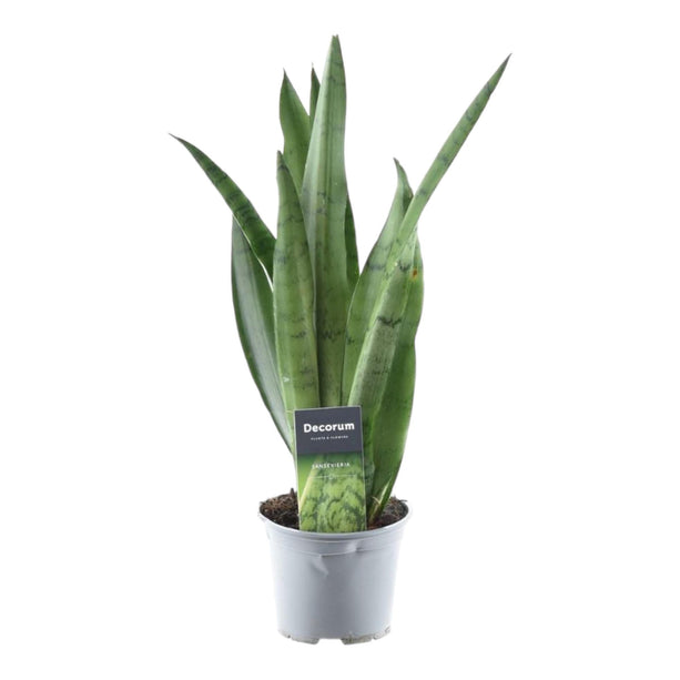 Sansevieria Spearmint - ↑ 45 cm - ø12