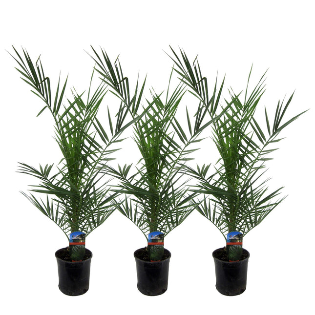 3x Phoenix Canariensis - ↑80 cm - Ø15