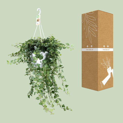 Hedera Helix Wonder - Ø24 - ↑ 70cm - Hangplant