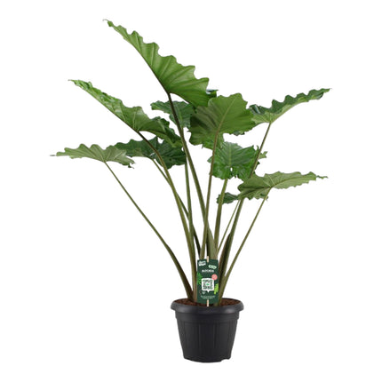 Alocasia Portodora - ↑ 140 cm