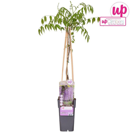 Wisteria floribunda 'Naga Noda' - Paarse Regen - Ø 16cm - ↑ 70cm