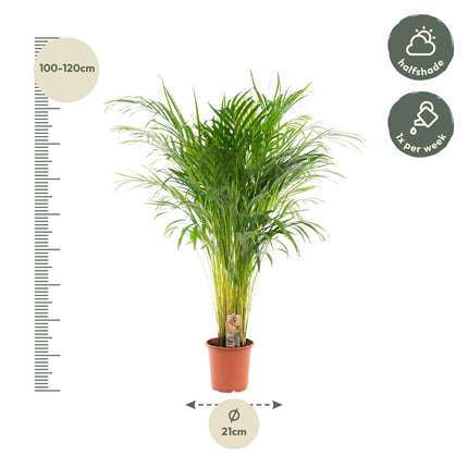 Areca palm - Ø21cm - ↑ 110cm