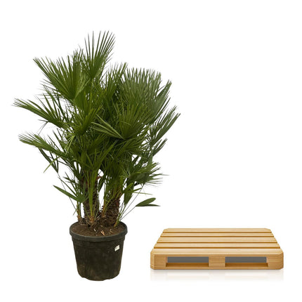 Chamaerops Humilis multi stam - ↑ 180 cm - Ø45cm