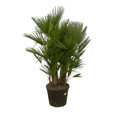 Chamaerops Humilis multi stam - ↑ 180 cm - Ø45cm