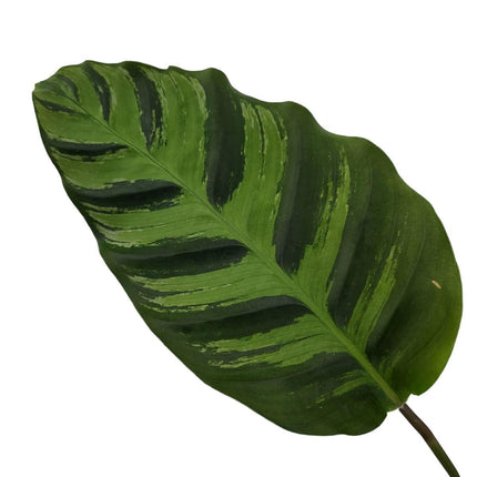 Calathea Greenstar - ↑ 40 cm - Ø12cm