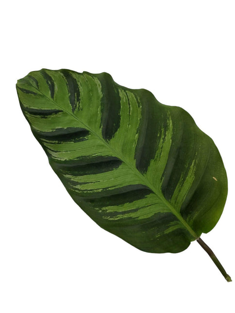 Calathea Greenstar - ↑ 40 cm - Ø12cm