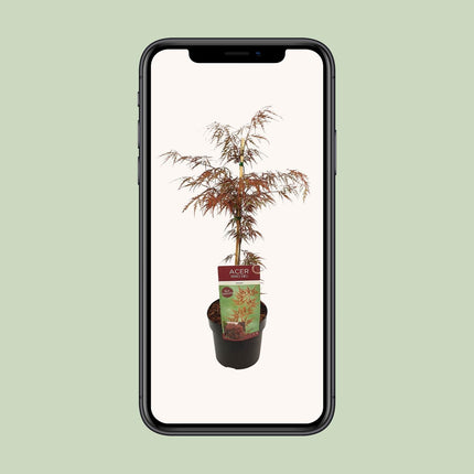 Acer palm. 'Garnet' - ↨40cm - Ø19cm