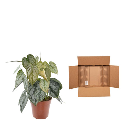 Philodendron Brandtianum - ↑ 35 cm - ø12