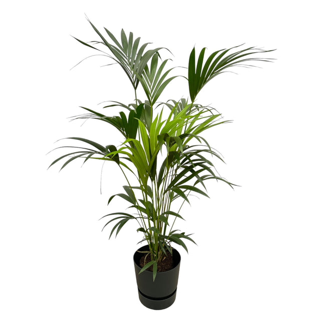 Kentia palm inclusief elho Greenville Round zwart - ↑ 160cm - Ø30