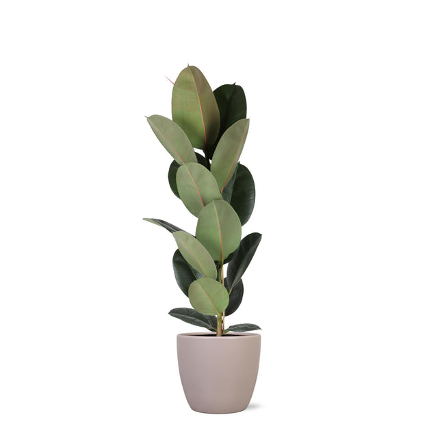 Ficus Elastica Robusta - Ø21cm - ↑ 90cm in Boule TAUPE pot