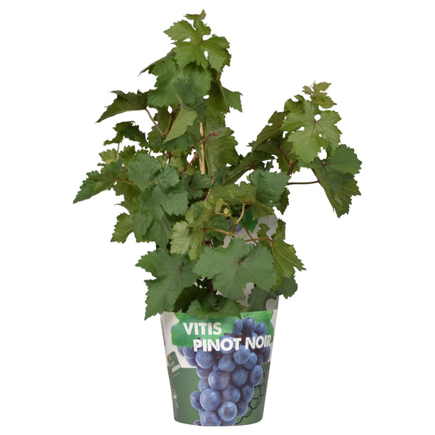 Vitis Pixie Pinot Noir - Blauwe Wijndruif - Ø 14cm - ↑ 30cm