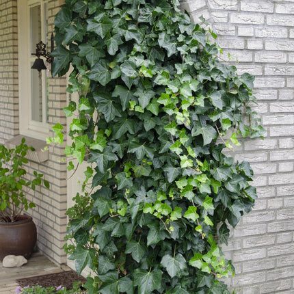 Hedera helix - Klimop Groen - Ø 16cm - ↑ 70cm