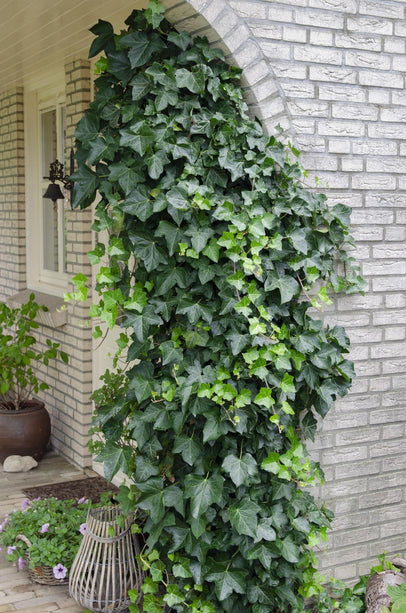 Hedera helix - Klimop Groen - Ø 16cm - ↑ 70cm