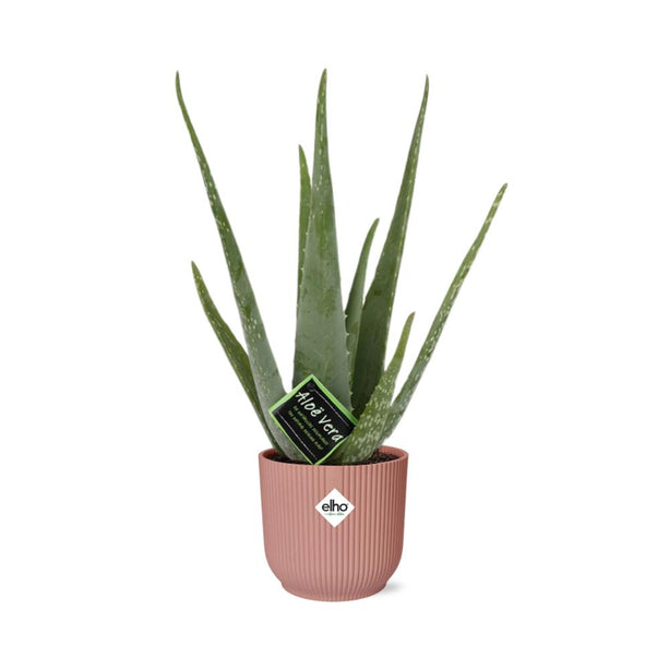 Aloe Vera met Elho Vibes Fold roze