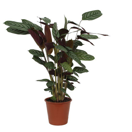 Calathea Compactstar - ↑ 80 cm - Ø19cm