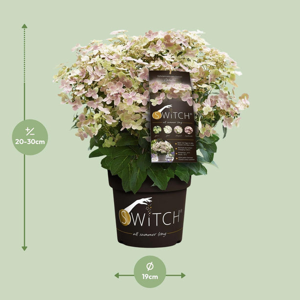 Hydrangea paniculata '(S)witch Ophelia'® - Pluimhortensia - Ø 19cm - ↑ 25cm