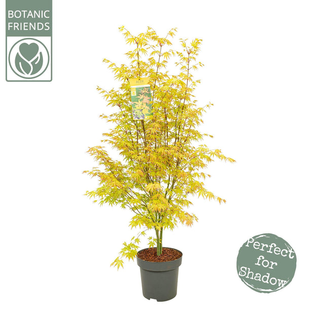 Acer Palm. 'Orange Dream' - Ø34cm - ↑ 145cm