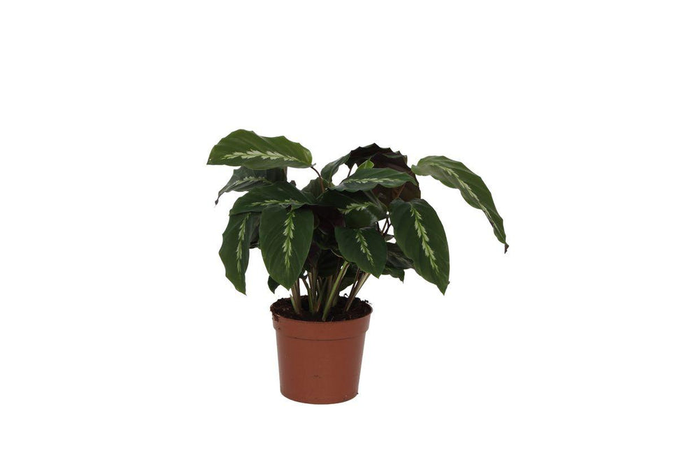 Calathea Maui Queen - ↑ 40 cm - Ø12cm