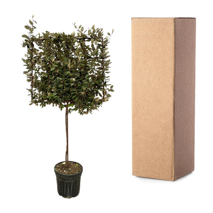 Eleagnus Ebbingei boom op rek - ↑ 225 cm - Ø40cm