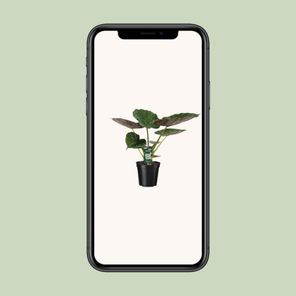 Alocasia Wentii - Olifantsoor - ↑ 70cm