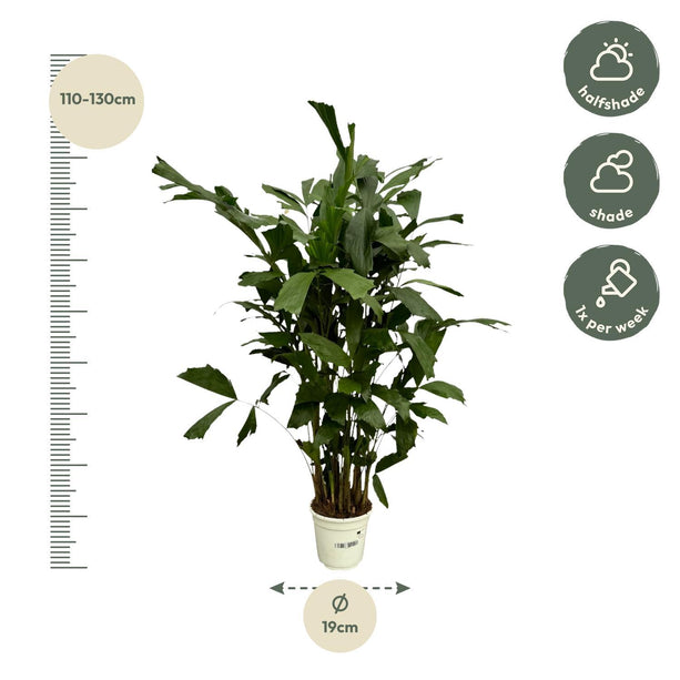 Caryota Mitis - ↑ 120 cm - Ø19cm