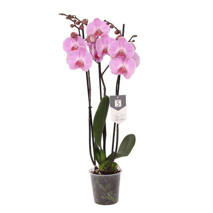 Phalaenopsis Elion - 3 tak - ↑ 60 cm - Ø12cm