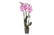 Phalaenopsis Elion - 3 tak - ↑ 60 cm - Ø12cm