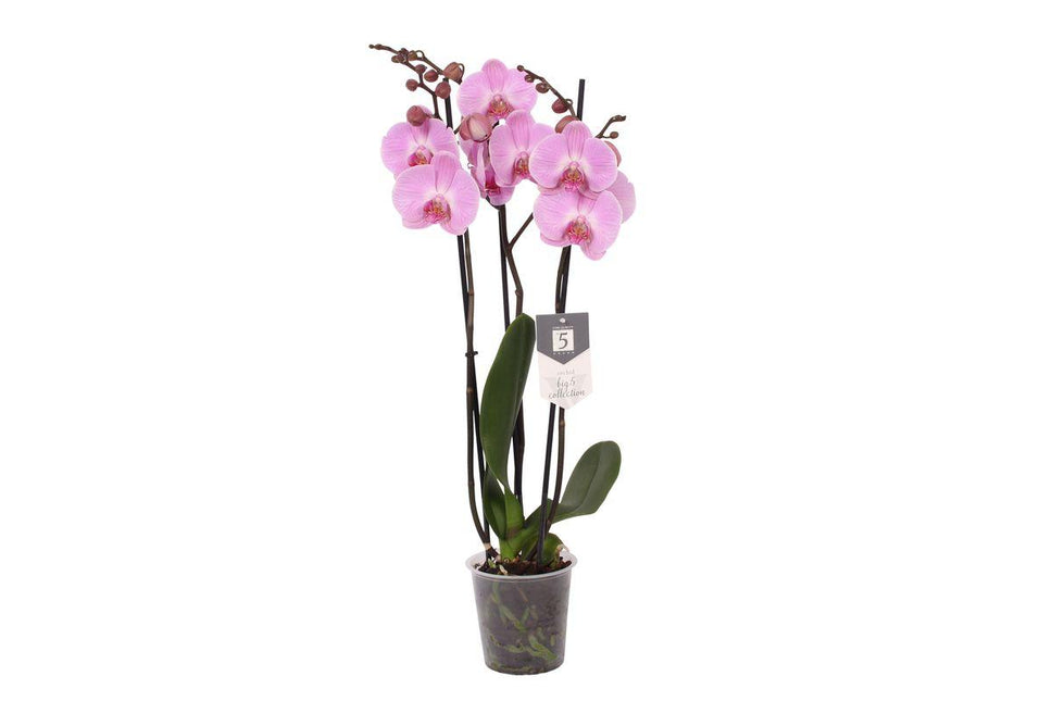 Phalaenopsis Elion - 3 tak - ↑ 60 cm - Ø12cm