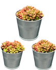 Succulenten - Anacampseros Rufescens Varigata- 8.5cm Ø- ↑ 8-10cm hoog- 3 stuks - Zink