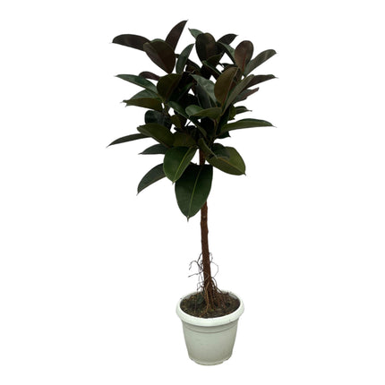 Collection image for: Ficus Elastica (rubberplant)