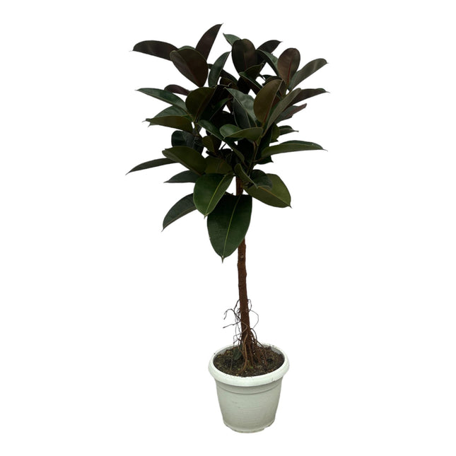 Ficus Elastica Robusta stam - ↑ 140 cm - Ø32cm