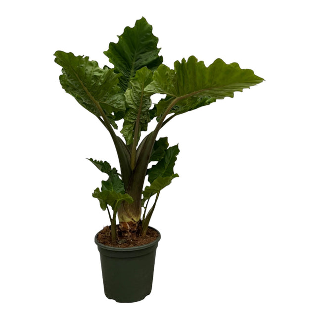 Alocasia Low Raider (Olifantsoor) - ↑ 75 cm