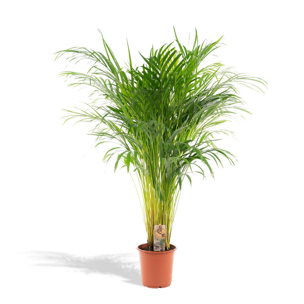 Areca palm - Ø21cm - ↑ 110cm