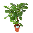 Ficus Lyrata (vertakt) - Ø24cm - ↑ 110cm