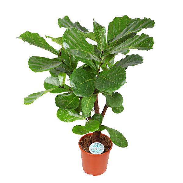 Ficus Lyrata (vertakt) - Ø24cm - ↑ 110cm