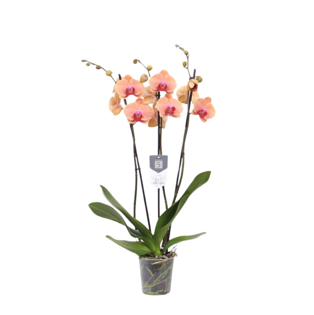 Phalaenopsis Carribean Dream - 3 tak - ↑ 60 cm - Ø12cm