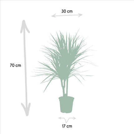 Dracaena Marginata - Ø17cm - ↑ 90cm