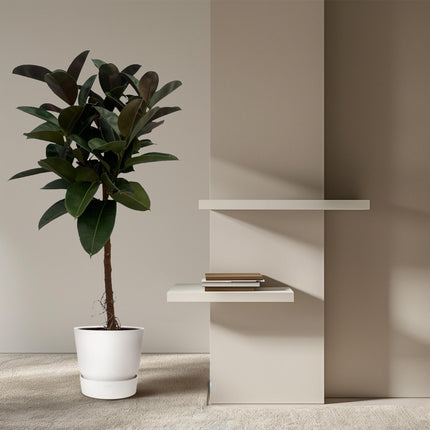 Ficus Elastica Robusta stam - ↑ 140 cm - Ø32cm