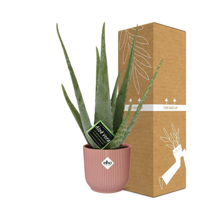 Aloe Vera met Elho Vibes Fold roze