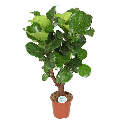 Ficus Lyrata (vertakt) - Ø27cm - ↑ 140cm