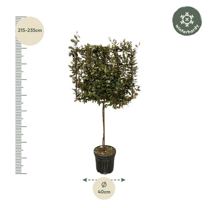 Eleagnus Ebbingei boom op rek - ↑ 225 cm - Ø40cm