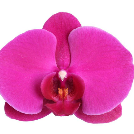 Phalaenopsis Joyride - 3 tak - ↑ 60 cm - Ø12cm