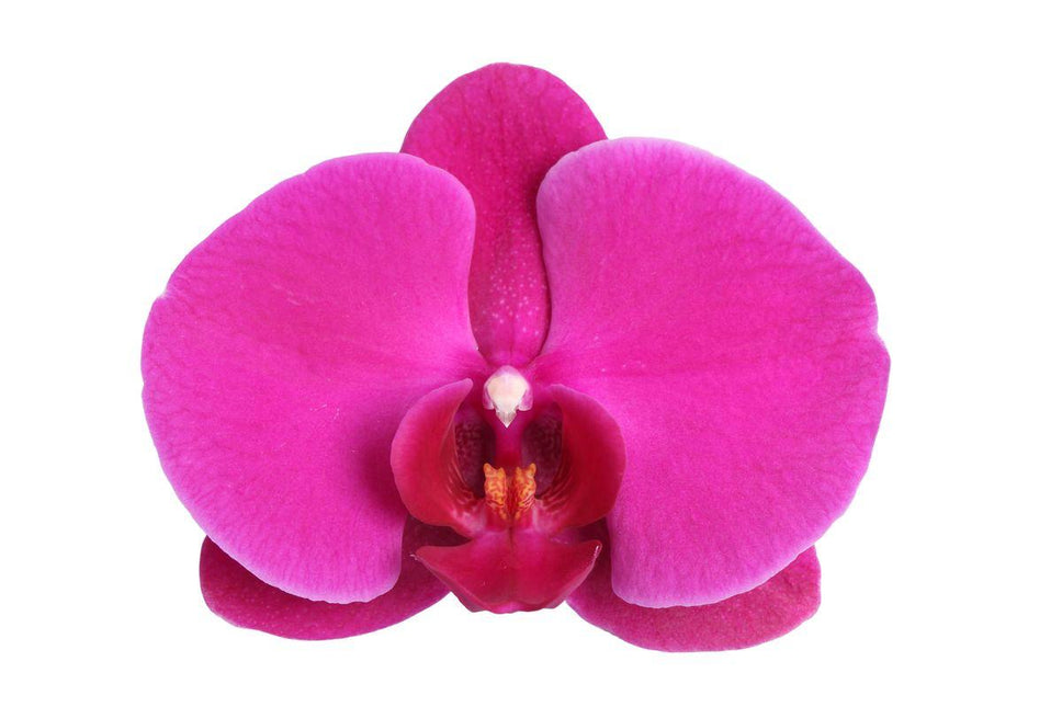 Phalaenopsis Joyride - 3 tak - ↑ 60 cm - Ø12cm