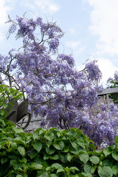 Wisteria sinensis 'Prolific' - Blauwe Regen - Ø 16cm - ↑ 70cm