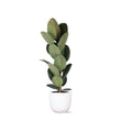 Ficus Elastica Robusta - Ø21cm - ↑ 90cm in Boule WIT pot