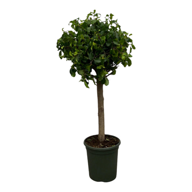 Ficus Nitida (Moclame) stam - ↑ 120 cm - Ø33cm