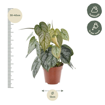 Philodendron Brandtianum - ↑ 35 cm - ø12